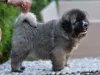 Дополнительные фото: Кавказская овчарка