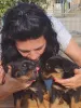 Дополнительные фото: Rottweiler красивые щенки