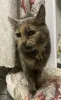 Дополнительные фото: Кошка Белка в добрые руки.