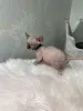 Фото №3. Котята сфинкса те куп. Бельгия