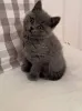 Фото №3. Британские короткошерстные котята CFA - чистокровные - красные полосатые котята. Великобритания