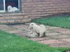 Дополнительные фото: замечательные щенки чау-чау на продажу и усыновление 