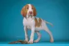 Дополнительные фото: Bracco Italiano Puppy