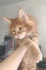 Дополнительные фото: Котята мейн-кун