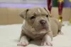 Дополнительные фото: Открыта Бронь на American Bully премиум качества