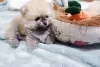 Дополнительные фото: Beautiful Pomeranian Puppies Girls