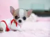 Дополнительные фото: Wunderschöne Chihuahua-Welpen stehen zur Adoption zur Verfügung