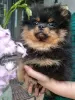 Дополнительные фото: Сute black&tan Pomeranian puppy