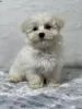 Фото №3. Щенки Maltipoo F 1 B на продажу.  Австрия