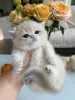 Фото №2 к объявлению №178096 о продаже британская короткошёрстная - купить в Бельгии заводчик