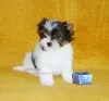 Фото №4. Продажа бивер-йоркширского терьера в Тбилиси частное объявление, из питомника, заводчик - цена договорная