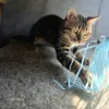 Дополнительные фото: Вязка бенгальских кошек