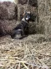 Дополнительные фото: Ищут дом подросшие щенки.