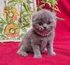 Фото №1. шотландская вислоухая (скоттиш фолд) - купить в Кран-Монтана за 32468₽. Объявление №178744