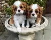 Фото №3. Cavalier_king_charles_puppies.  США