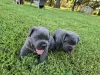 Фото №3. Nuttede Cane Corso очень красив и безопасен для всех.  Дания