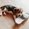 Дополнительные фото: Beagle Puppy