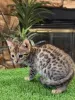 Фото №3. Chatons Ocicat в продаже. Бельгия