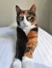 Фото №3. Ищет дом Мася, кошка, которая умеет делать обычные дни теплее. Россия