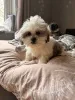 Фото №3. Lernen Sie unsere liebenswerten Shih-Tzu-Welpen kennen, die ein Zuhause suchen!.  Германия