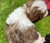 Фото №3. Великолепные щенки Shih tzu для продажи.  Германия