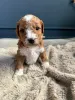 Фото №3. Betsy's Australian Double Doodles WhatsApp 44 7453 907158.  Германия