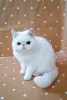 Фото №3. Британские короткошерстные котята на усыновление. Великобритания