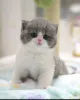 Фото №2 к объявлению №138843 о продаже шотландская вислоухая (скоттиш фолд) - купить в Германии заводчик