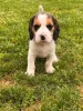Дополнительные фото: Beagle Puppy