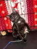 Фото №3. Ищут своё счастье котодетки Фунтик и Кола. Россия