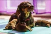 Фото №3. Champion Bloodline Doberman Puppies Ready For Their Forever Homes..  Великобритания