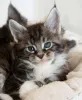 Фото №3. Котята шаттиге мейн-кун Zoeken een nieuw thuis.. Бельгия