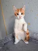 Дополнительные фото: Тоша, маленький персиковый котенок, который ждёт своего человека