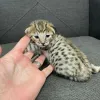 Дополнительные фото: Бенгальские котята доступны для усыновления
