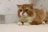 Дополнительные фото: Леонард благородный рыжий котик мечтает обрести семью и дом!