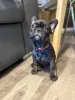 Фото №4. Продажа французского бульдога в Ванкувере  - цена 177417₽