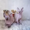 Дополнительные фото: SE Venden Gatos sphynx sanos