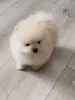 Дополнительные фото: Красивые щенки Pomeranian Spitz
