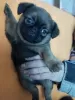 Дополнительные фото: The puppy of the Braban Griffon is a Petit Brabancon