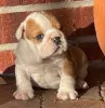 Фото №3. Очаровательные чиоты Bouledogue Anglais à vendre.  Франция