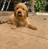 Фото №3. Hermosos cachoros Labrador Retriever listos для нового хозяина..  Испания
