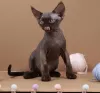 Дополнительные фото: Devon rex шоколад