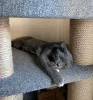 Дополнительные фото: Котёнок Томас ищет дом!