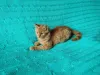 Дополнительные фото: Рыжий, честный, влюбленный Лион