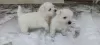 Дополнительные фото: Продаются щенки лучших представителей своей породы West Highland White Terrier