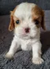 Фото №1. кинг-чарльз-спаниель - купить в Аликанте за Бесплатно. Объявление №161523