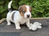 Дополнительные фото: Щенки Джек Рассел Терьер
