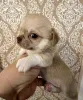 Дополнительные фото: Щенки чихуахуа мини и микро.