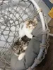 Фото №3. Экзотические короткошерстные котята te koop. Нидерланды
