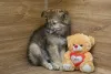 Дополнительные фото: Ищет дом миниатюрная принцесса Луна!